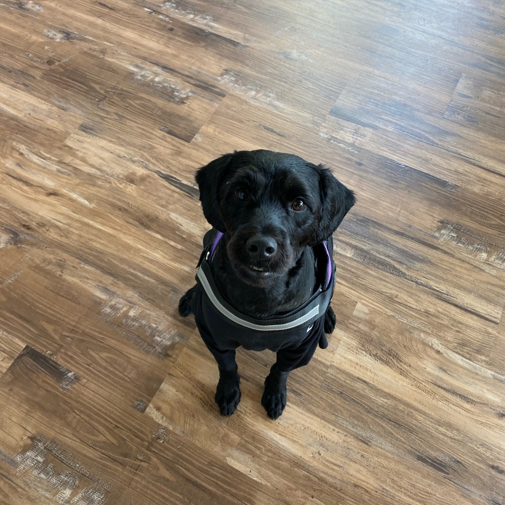 Meet your posher, Cassidy